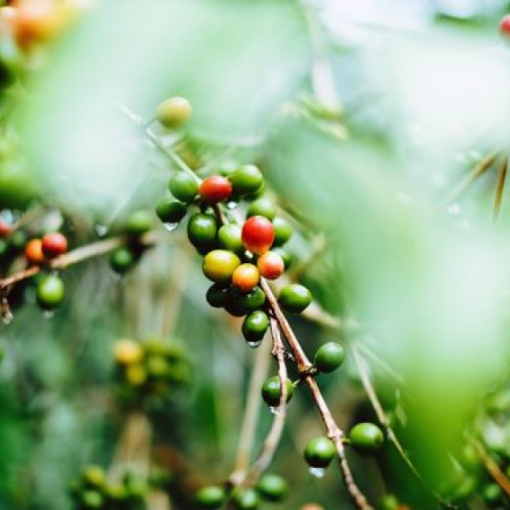  ĐÔI DÒNG VỀ CÀ PHÊ MOKA CẦU ĐẤT???
