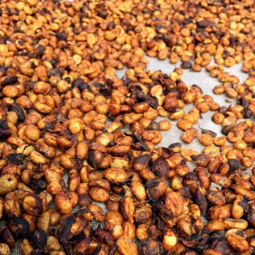 HONEY ROBUSTA?